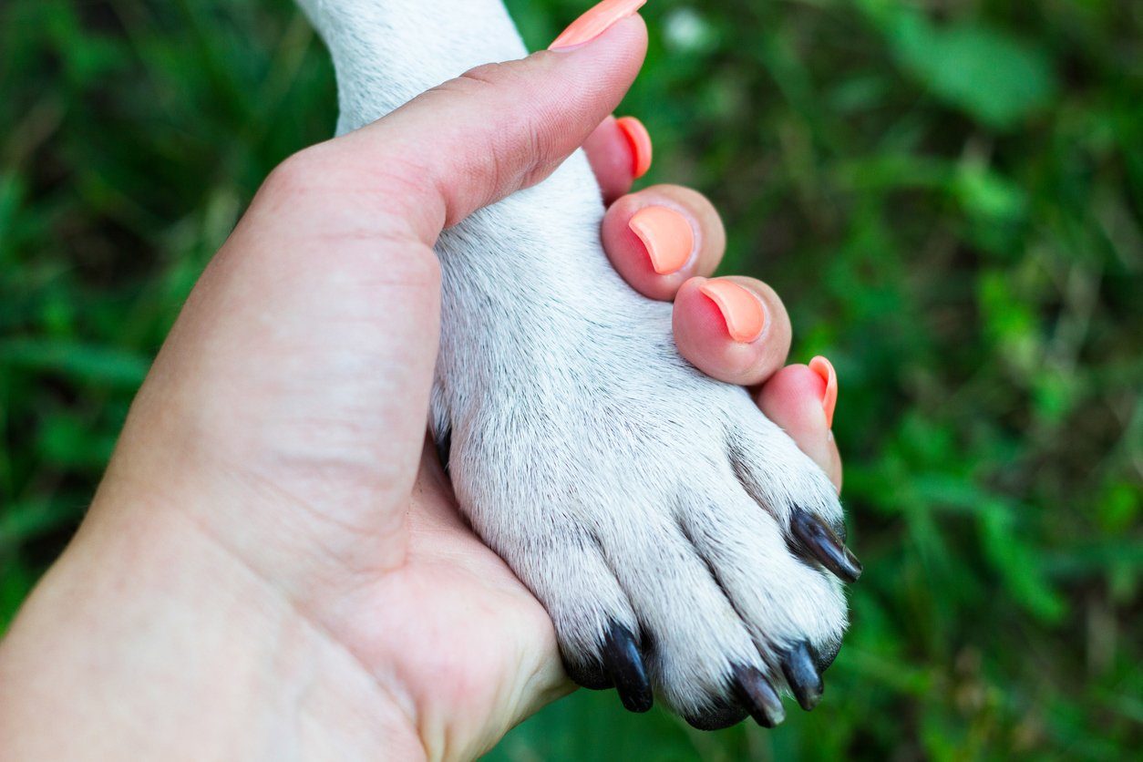 Lisa Tierkommunikation lernen