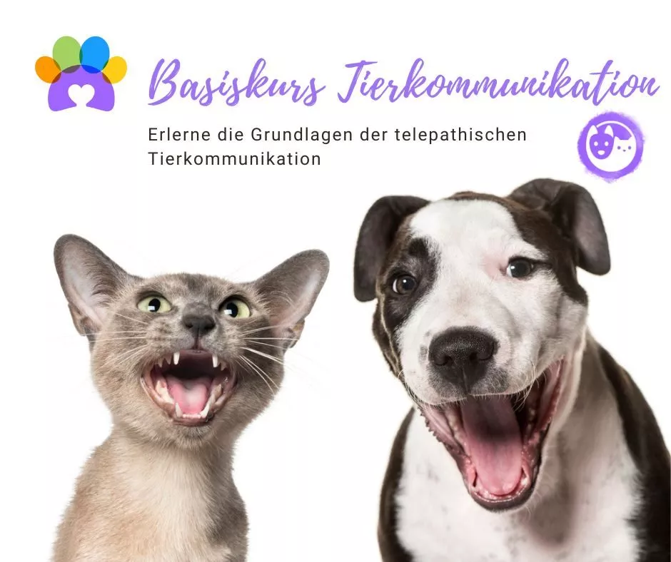 Basiskurs-Tierkommunikatio fang-an-mitzureden