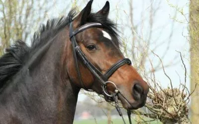 Tierkommunikation mit Cano – Holsteiner Warmblut Wallach