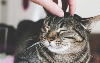 Tierkommunikation mit Lissy – Europäisch Kurzhaar, 11 Jahre alt