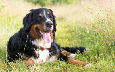 Tierkommunikation mit Selma – Berner Sennen Hündin, 15 Monate alt