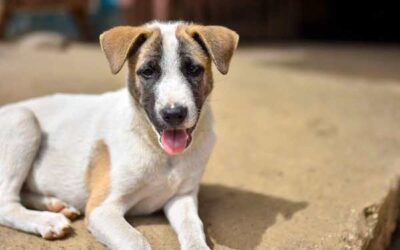 Tierkommunikation mit Sina – Mischlingshündin, 9 Jahre alt