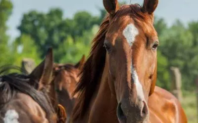 Tierkommunikation mit Zorro – Warmblut Wallach, 25 Jahre alt