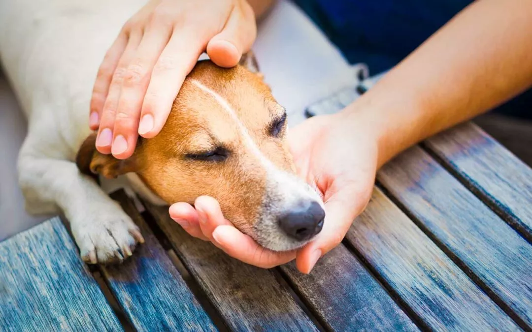Wie kannst du mit Tierkommunikation deinem kranken Tier helfen?