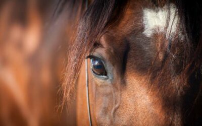 Tierkommunikation mit Leon – Westfale, Wallach, 5 Jahre alt