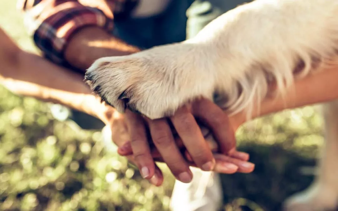 Was wir von Tieren über die Tierkommunikation lernen können