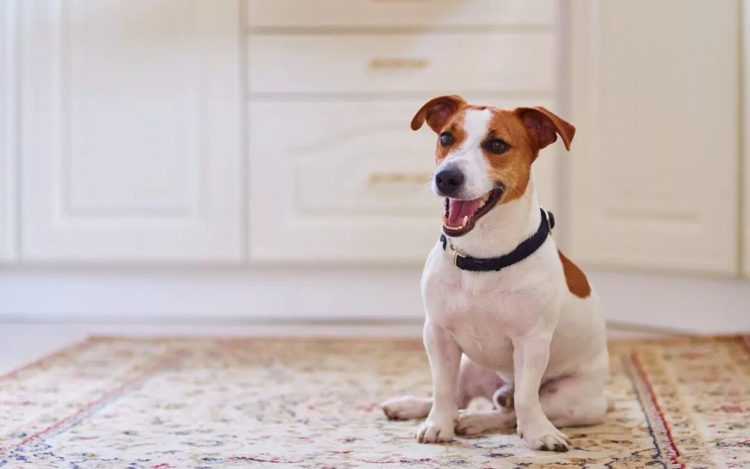 Carly – Jack Russell Terrier ist krank und wesensverändert, sein Frauchen ist in Sorge 🐶