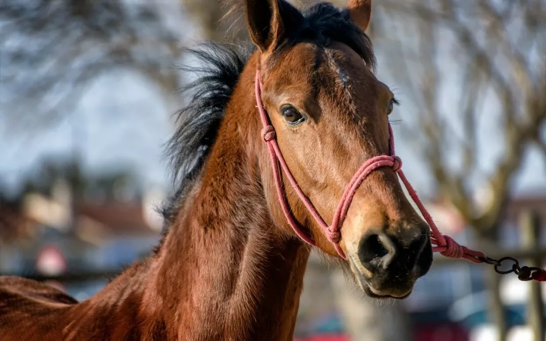 Galena – Lusitano-Stute hat Probleme beim Anreiten 🐴