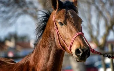 Galena – Lusitano-Stute hat Probleme beim Anreiten 🐴