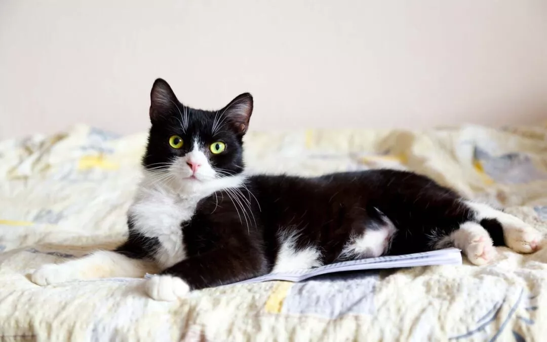 Muriel – das leidige Thema Unsauberkeit bei Wohnungskatzen 🐱
