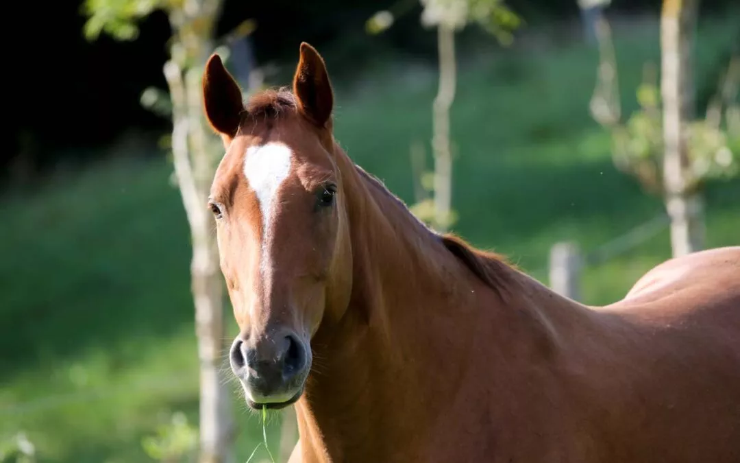 Sunlight – wie ein krankes Quarter-Horse wieder zu Gesundheit zurückfand 🐴