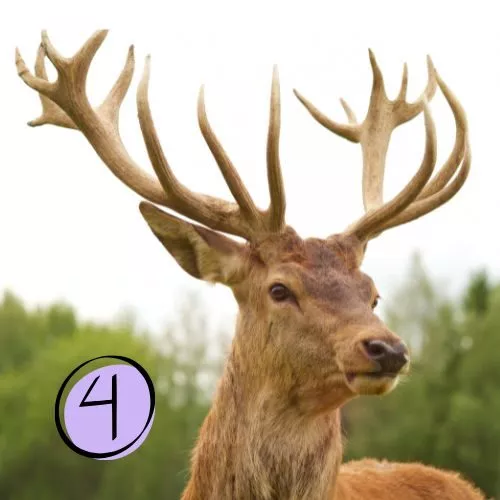 Gespräche mit Wildtieren-Visual