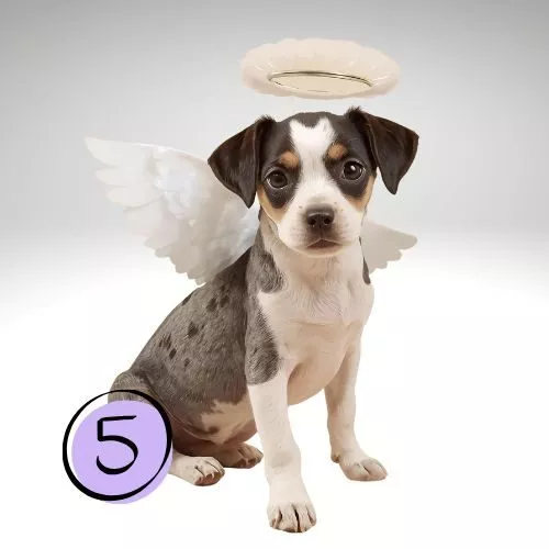 Tierkommunikation & Spiritualität_Visual