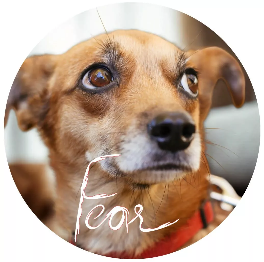 Traumatisierte-Tiere-head Summit Visual (2)