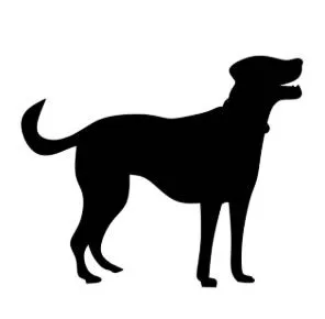 Hund-Schatten